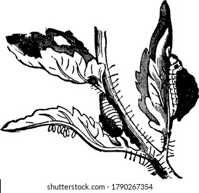 Elm-leaf beetle, feeding over leaves, vintage line drawing or engraving illustration.