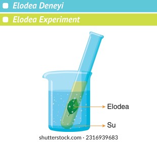 Elodea-Experiment, Elodea, Wasser, Chemie-Unterricht