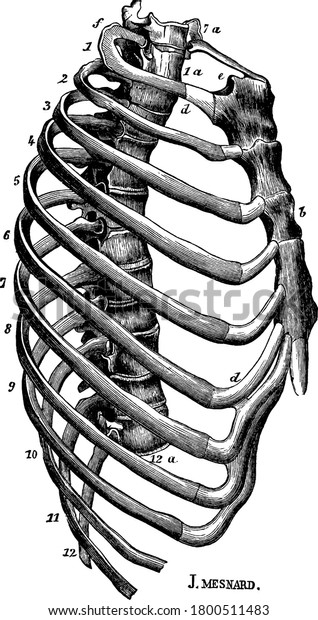An elongated conical-shaped cage, formed by the\
sternum and costal cartilages in front, the 12 ribs on each side,\
and the bodies of the 12 dorsal vertebrae behind, with its parts\
labelled, vintage