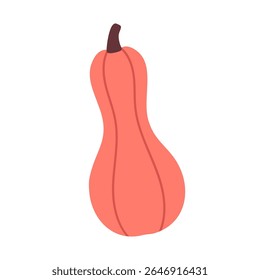 Elongated coral-colored squash with simple shape, perfect for seasonal illustrations, vegetable clipart or recipe design