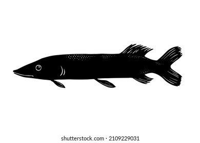 An elongated fish like a pike. Silhouette of a river predatory fish. Drawing. Sketch. Picture for the fisherman's album