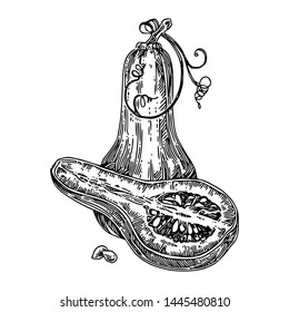 Elongated nutmeg pumpkin. Sketch. Engraving style. Vector illustration.