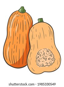 Elongated pumpkin, vector. Whole and half. Autumn seasonal vegetable. The harvested pumpkin crop. Hand drawing. Color sketch.