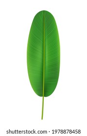 Elongated and rounded banana tree leaf, isolated tropical leafage and foliage. Exotic nature and vegetation, paradise and seaside aloha. Trendy botany and vegetation. Realistic 3d cartoon vector