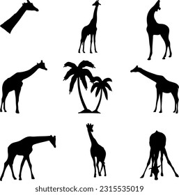 Embark on a journey to the African savannah with this captivating giraffe SVG illustration. This stunning vector artwork showcases the elegance, beauty, and unique characteristics of these magnificent svg