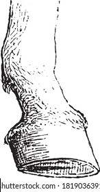 Embedding horse, From the Dictionary of Word and Things, 1888.