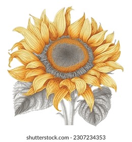Embroidery style sunflower. Embroidered floral colorful vector pattern background illustration. Tapestry beautiful stitch textured sun flower. Stitching lines surface texture. Isolated design on white