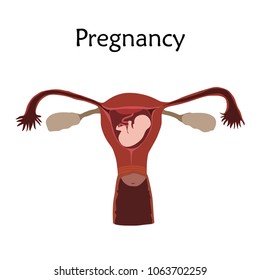 Embryo, baby, fetus in uterus, womb, placenta, umbilical cord. Vector flat medical illustration. Colored image, white background.