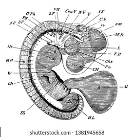Embryo Chick at Fourth Day viewed as a transparent object, vintage line drawing or engraving illustration.