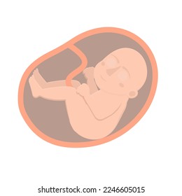 Embryo. Child in the womb, vector illustration