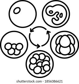 Diseño de iconos de vectores de concepto de cultura embrionaria, símbolo de fertilización in vitro sobre fondo blanco, signo de embarazo y obstetricia,