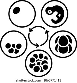Embryo Culture Cycle Concept Vector Glyph Icon Design, In Vitro Fertilization Symbol on White Background, Pregnancy and obstetrician Sign,