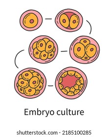 Embryo culture at in vitro fertilisation IVF. Transfer, cleavage and blastocyst cell stages vector illustration in doodle hand drawn style