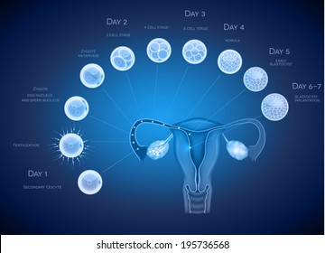 Embryo development abstract blue background. Development till blastocyst implantation.