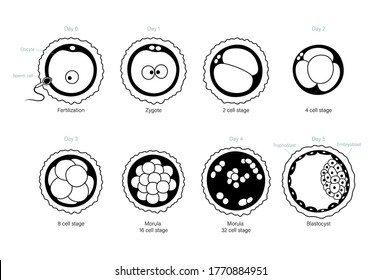 Embryo Development Concept Insemination Fertalization Female Stock ...