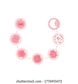 Concepto de desarrollo de embriones. Inseminación y fertalización. Icono de óvulos macho y hembra. Ilustración vectorial plana del sistema sexual humano y el embarazo. Diagrama de clínica, laboratorio, educación.