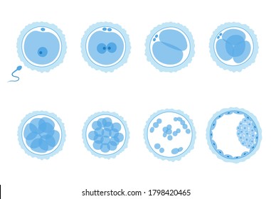 Concepto de desarrollo de embriones. Inseminación y fertalización. Icono de óvulos macho y hembra. Ilustración vectorial plana del sistema sexual humano y el embarazo. Diagrama de clínica, laboratorio, educación.