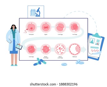 Embryo development diagram. Insemination fertilization, ivf concept. Female and male egg cell. Doctors appointment in clinic. Human sexual reproductive system. Pregnancy flat vector illustration.