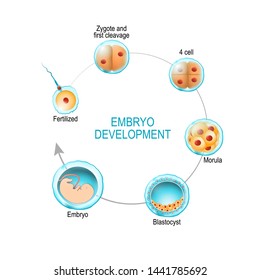 embryo development. from fertilization to zygote, morula and Blastocyst. vector diagram for medical, educational and scientific use