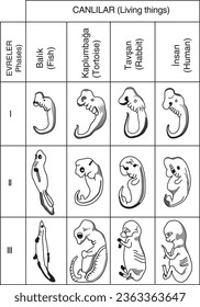 Embryo, development, Fish, Turtle, Rabbit, Human, Biology, Lesson, Visual, Canlılarda Embriyo Gelişimi, Canlı Şeyler, Aşamalar, Balık, Kaplumbağa, Tavşan, İnsan, Evrim, embryo development