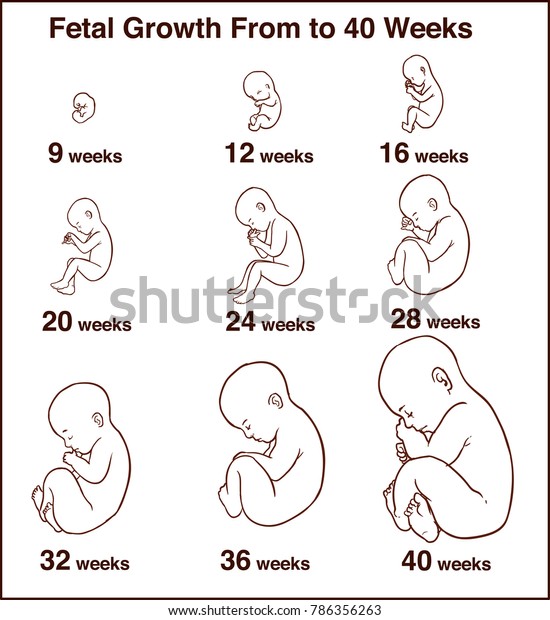 胚発生 妊娠ベクターイラストのヒト胎児成長段階 出産前の生児期 のベクター画像素材 ロイヤリティフリー