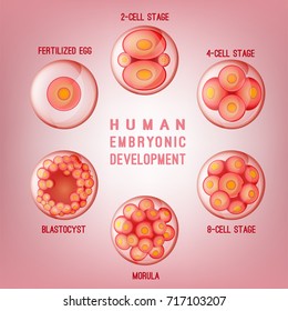 Embryo development image. Human fertilization scheme, the phases of embryo development in the early stages. Vector illustration in pink colours isolated on a light background.