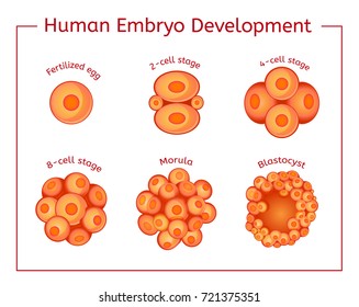 Embryo development image. Human fertilization scheme, the phases of embryo development in the early stages. Vector illustration in red and orange colours isolated on a white background.