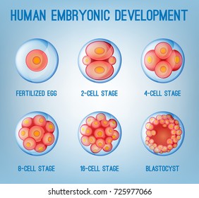 Embryo development image. Human fertilization scheme, the phases of embryo development in the early stages. Vector illustration in pink and blue colours isolated on a light blue background.