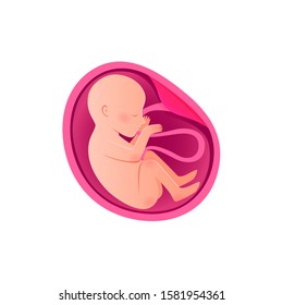 Embryo Development isolated icon. Pregnancy, fetal foetus development. Embryo in the womb illustration. Embryon 9 month stage growth, child birth, baby icon. 