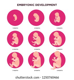 Embryo development month by month infographic elements with embryonics icons set in flat design. Pregnancy stages, fetal growth in months medical illustration isolated on white background.
