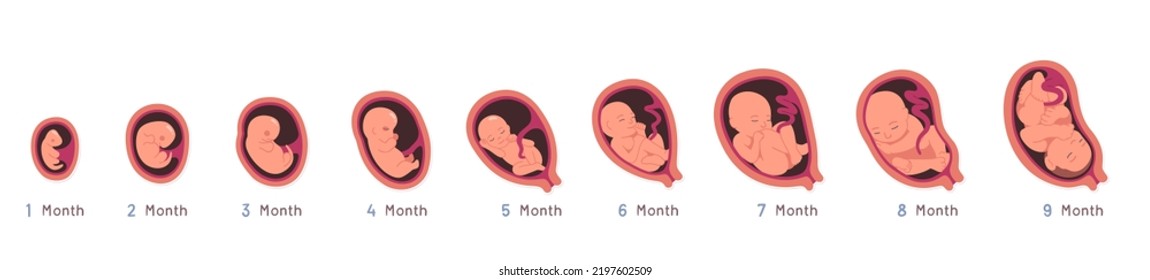 Embryo development month growth stages set. Unborn human baby fetus, placenta in uterus. Fetal development prenatal process sequence, reproduction, pregnancy concept flat vector illustration