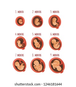 Embryo development month stages vector illustration set isolated on white background - process of human fetal growth in flat cartoon style for pregnancy and mother and baby healthcare infographic.