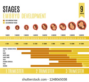 Embryo development month and trimester stages vector illustration isolated on white background. Process of human fetal growth in flat cartoon style for pregnancy infographic.