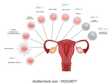 Embryo development. Secondary oocyte ovulation, fertilization and development till blastocyst implantation.