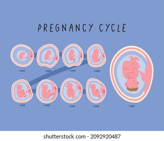 embryo development set months phases