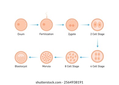 Embryo Development Stages Science Design. Vector Illustration.