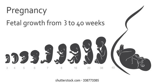 4,433 Embryo stages Images, Stock Photos & Vectors | Shutterstock
