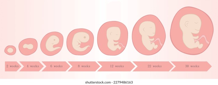 Embryo development in weeks baby toddler vector illustration