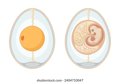 Embryo in the egg. Vector.