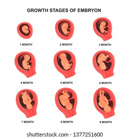 Embryo growth stage set with names, medical poster. Process of development. Vector flat style cartoon human embryo illustration isolated on white background