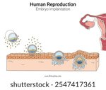 Embryo implantation Human Reproduction illustration. Human anatomy biology.