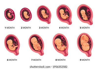 Embryo month stage growth, fetal development vector flat infographic icons. Medical illustration of foetus cycle from 1 to 9 month to birth