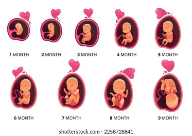 Crecimiento de etapa en el mes embrionario, desarrollo fetal de iconos de infografía plana. Ilustración médica del ciclo del feto de 1 a 9 meses al nacimiento