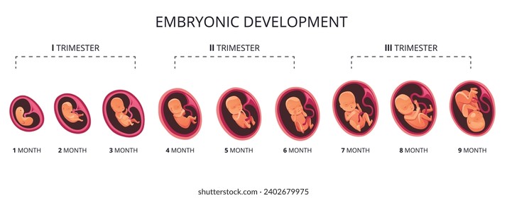 Embryo month stage growth, fetal development vector flat infographic icons. Medical illustration of foetus cycle from 1 to 9 month to birth and combined into trimesters