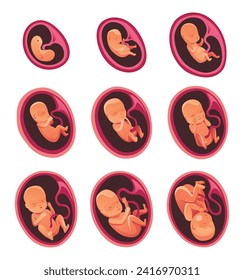 Embryo month stage growth, fetal development vector flat infographic icons. Medical illustration of foetus cycle from 1 to 9 month to birth