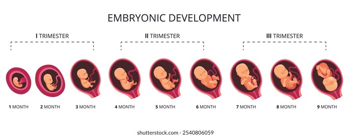 Crecimiento de la etapa del mes del embrión, iconos planos de la infografía del Vector del desarrollo fetal. Ilustración médica del ciclo del feto de 1 a 9 meses al nacimiento y combinado en trimestres