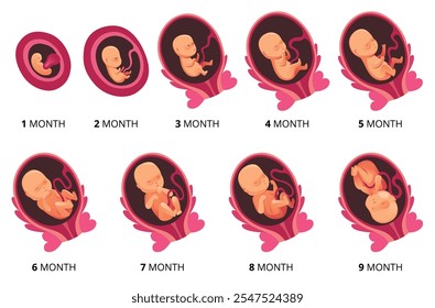 Embryo month stage growth, fetal development vector flat infographic icons. Medical illustration of foetus cycle from 1 to 9 month to birth