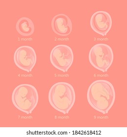 Embryo month stage growth pregnancy fetal development vector flat infographic icons