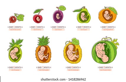 Embryo monthly stage growth and pregnancy fetal development vector flat infographic icons in cute cartoon style illustration isolated on white background. Baby in the womb.