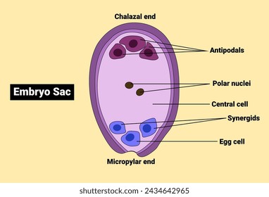 Embryo sac of an Angiosperm